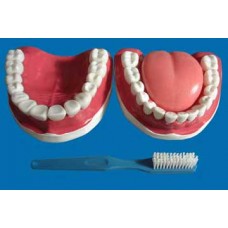 ARCADA DENTÁRIA C/LÍNGUA E ESCOVA TZJ-0312-B ANATOMIC
